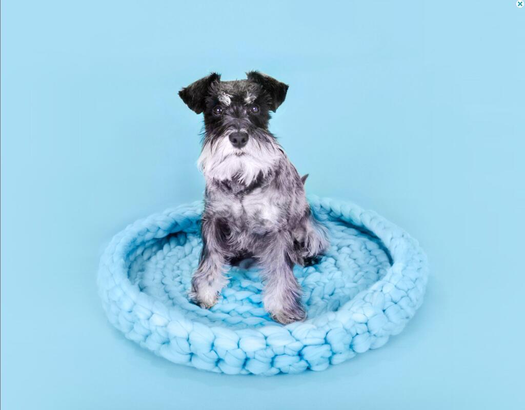 Pet's nest woven with coarse wool