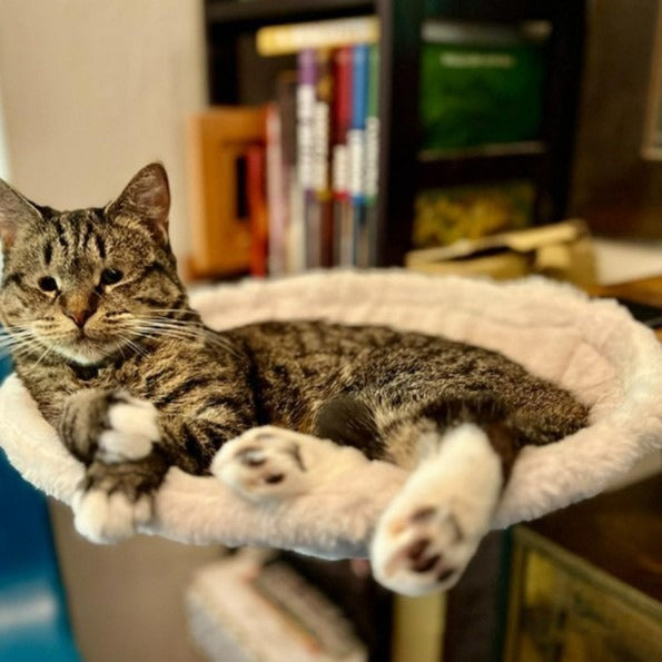 Cat Hammock Adjustable Ergonomic Kitten Bed