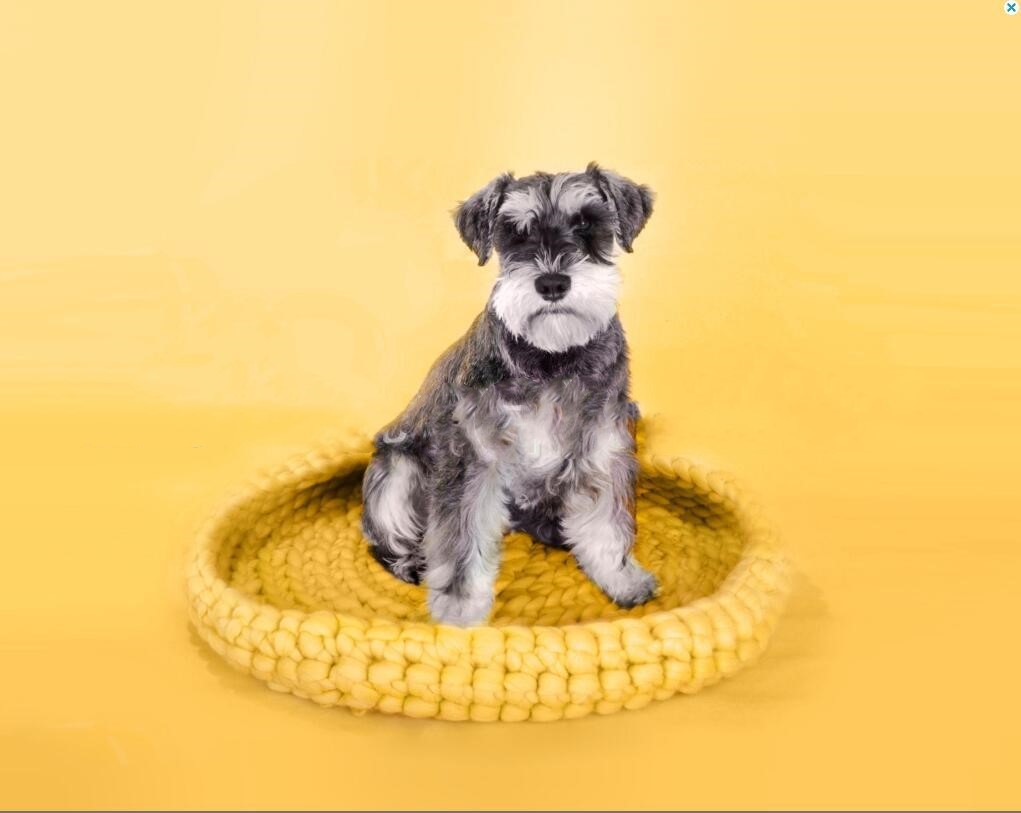 Pet's nest woven with coarse wool