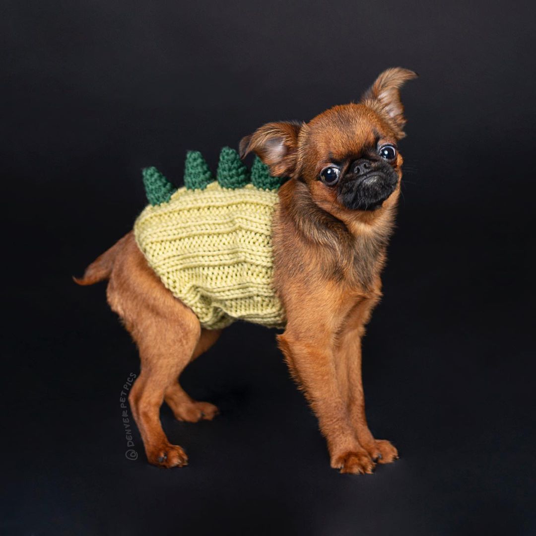 Pet Dog Dinosaur Warm Windproof Halloween Knitted Hat Head Cover